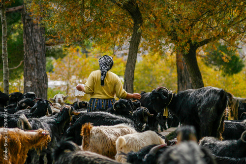 Peasant woman feeding her goats