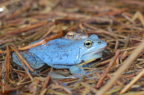 фотографія moor frog (Rana arvalis) male in breeding season