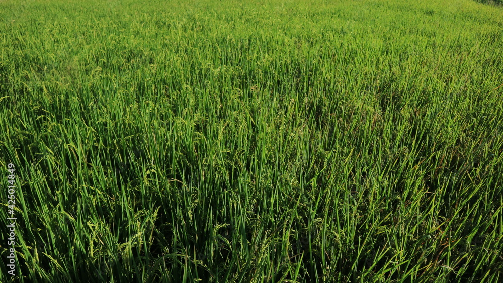 rice field rice field