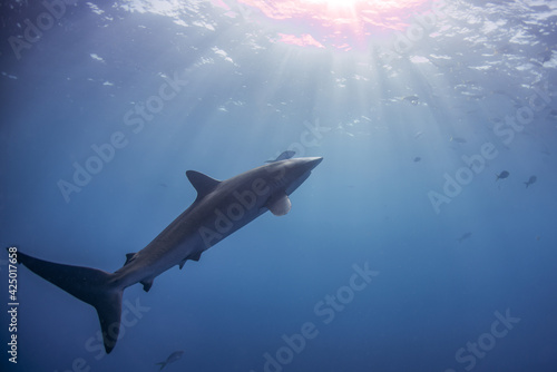 shark in the sea