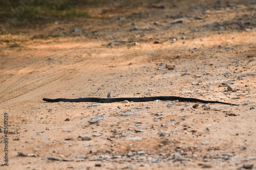 Indian cobra or Naja naja or spectacled or Asian or binocellate cobra a venomous snake or serpent crossing forest track at during outdoor jungle safari at forest of central india photo