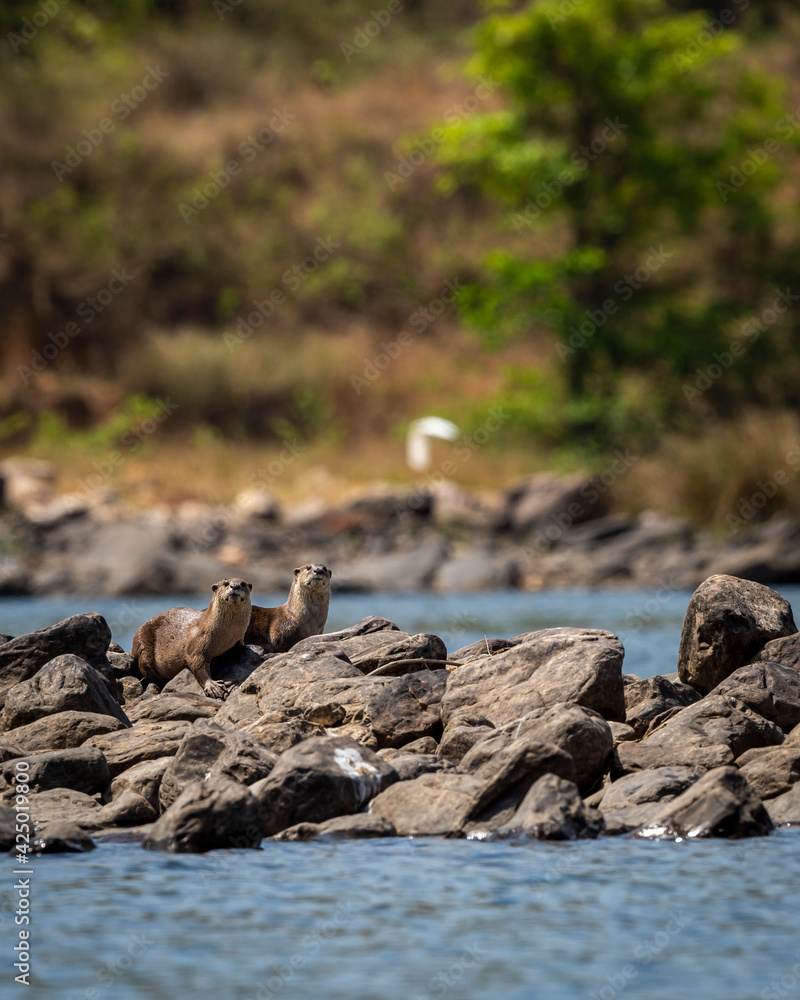Smooth coated otter or Lutrogale perspicillata a vulnerable animal species of Mustelidae family pair with eye contact on rocks in river during safari at forest of central india Smooth coated otter or Lutrogale perspicillata a vulnerable animal species of Mustelidae family pair with eye contact on rocks in river during safari at forest of central india