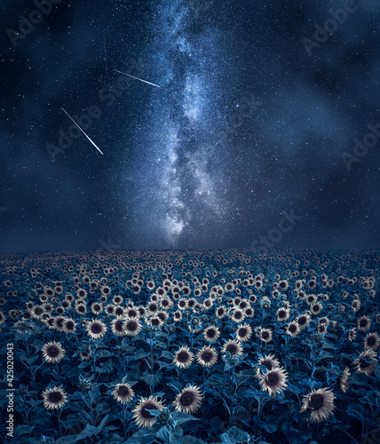 Milky way over sunflower fi...