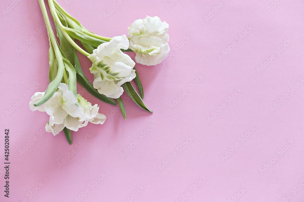 Beautiful yellow tulips. Pink background. Top view, copy space