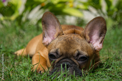 French bulldog puppy resting in spring green grass 