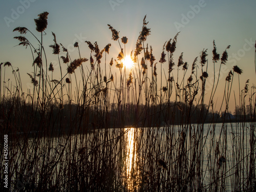 the shore of the lake is overgrown with reeds 