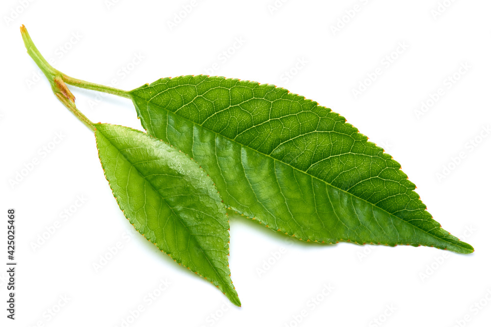 Green cherry tree leaf Isolated on a white background Green cherry tree leaf Isolated on a white background