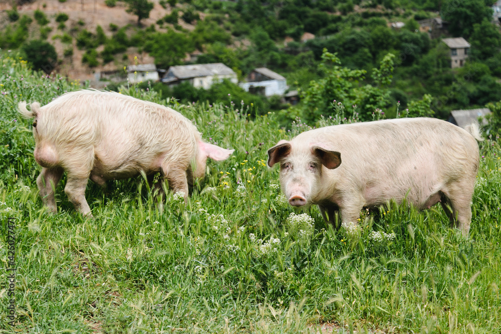 Two big fat pink domestic pigs are walking in the tall grass. Countryside free animal life. Two big fat pink domestic pigs are walking in the tall grass. Countryside free animal life.
