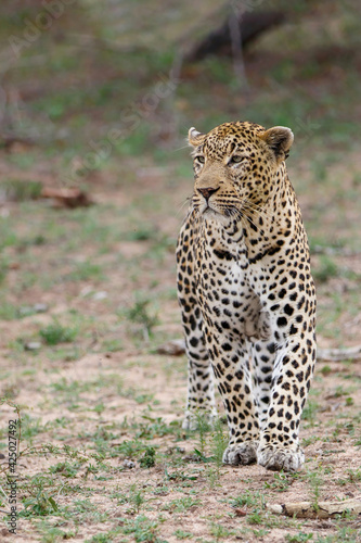 Leopard male walking in Sabi Sands game reserve in the Greater Kruger Region in South Africa