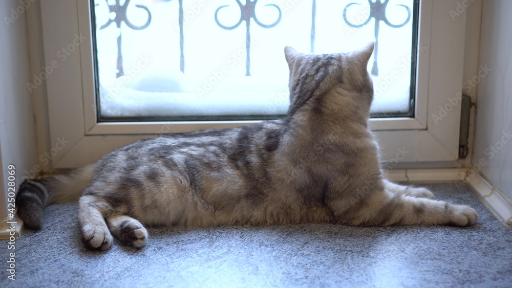 A gray British cat lies on the windowsill.