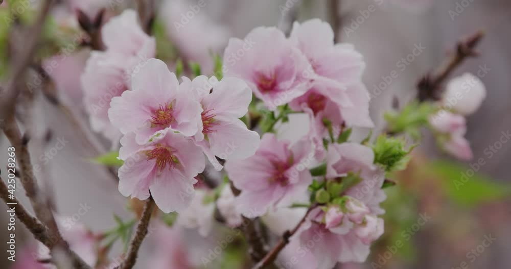 Pink sakura flower, cherry blossom Pink sakura flower, cherry blossom