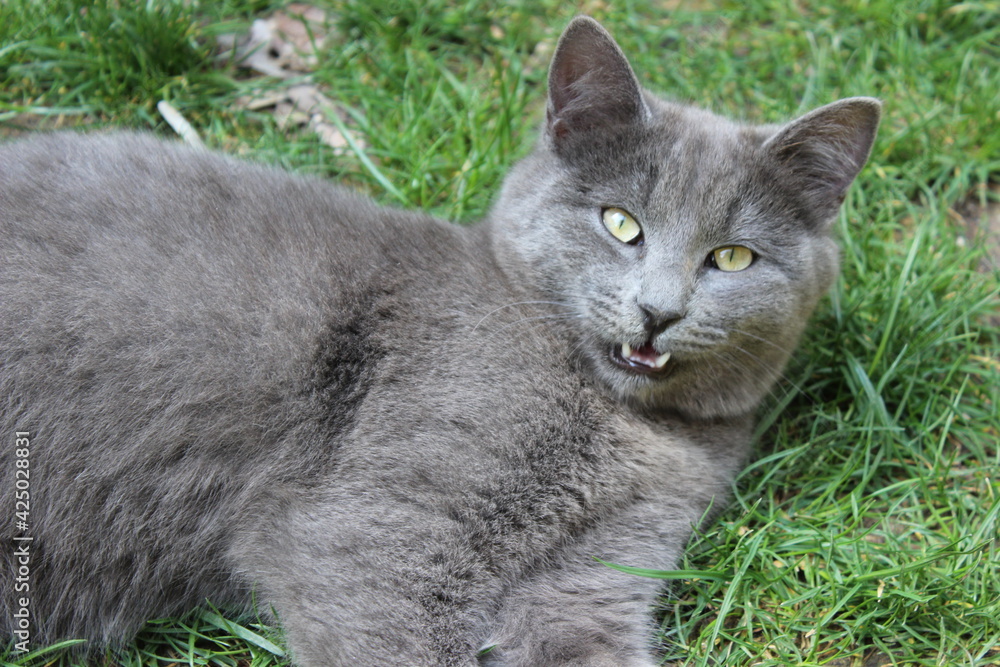 gray cat lying on the grass - open mouth
