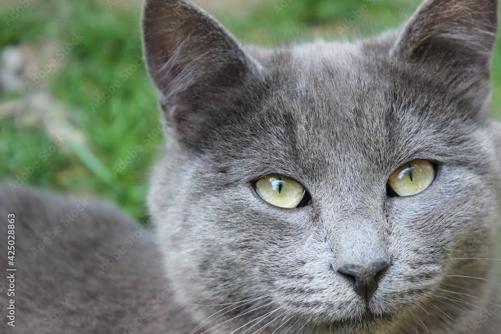 gray cat lying on the grass - only head