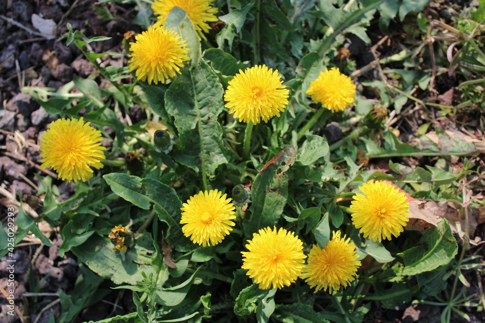 Taraxacum officinalis e fiori gialli di Tarassaco Taraxacum officinalis e fiori gialli di Tarassaco