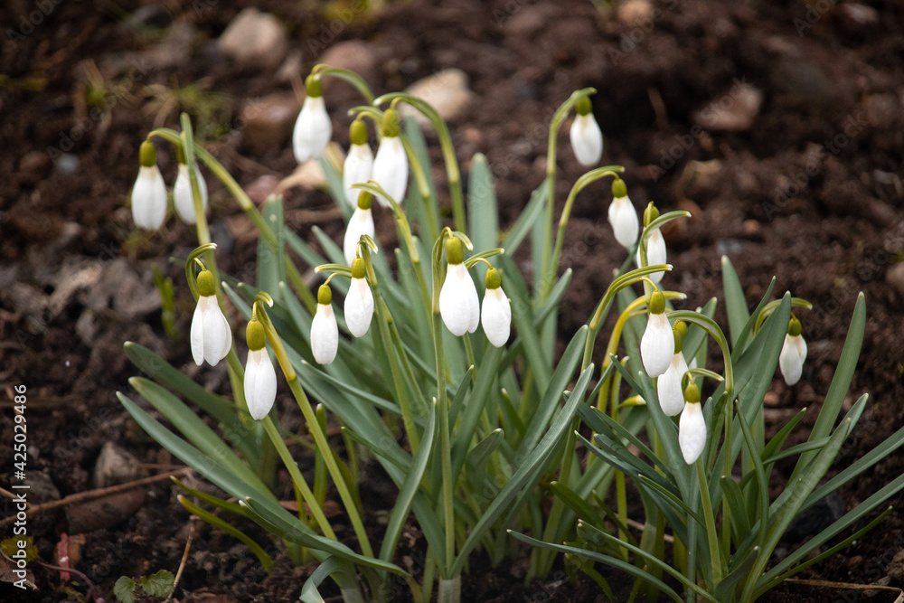 Snowdrop. The first spring flower growing from dry grass. The very first flowers in spring. White and small flowers Snowdrop. The first spring flower growing from dry grass. The very first flowers in spring. White and small flowers