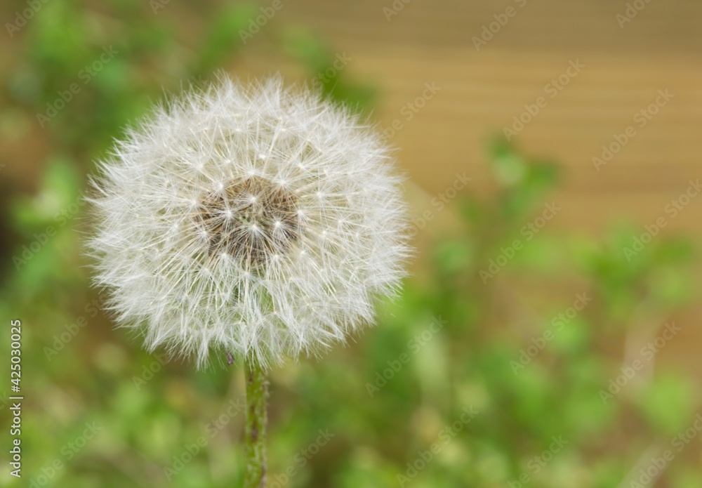 Single Dandelion seedhead in a domestic backyard, selective focus with copy space. Taraxacum officinale is considered a weed and is found worldwide. Single Dandelion seedhead in a domestic backyard, selective focus with copy space. Taraxacum officinale is considered a weed and is found worldwide.