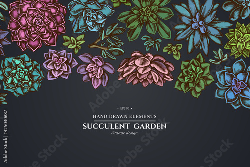 Floral design on dark background with succulent echeveria, succulent echeveria, succulent