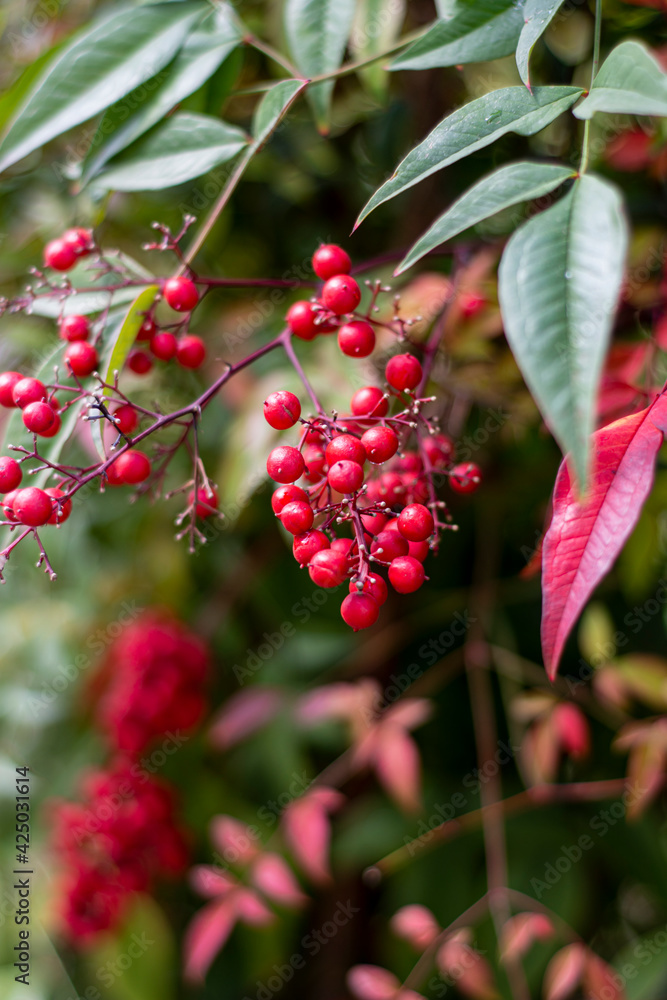 red berries shrub with dark green, red leaves on blurred background
