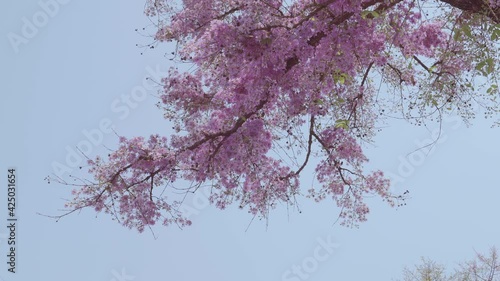 pink lagerstroemia speciosa flower