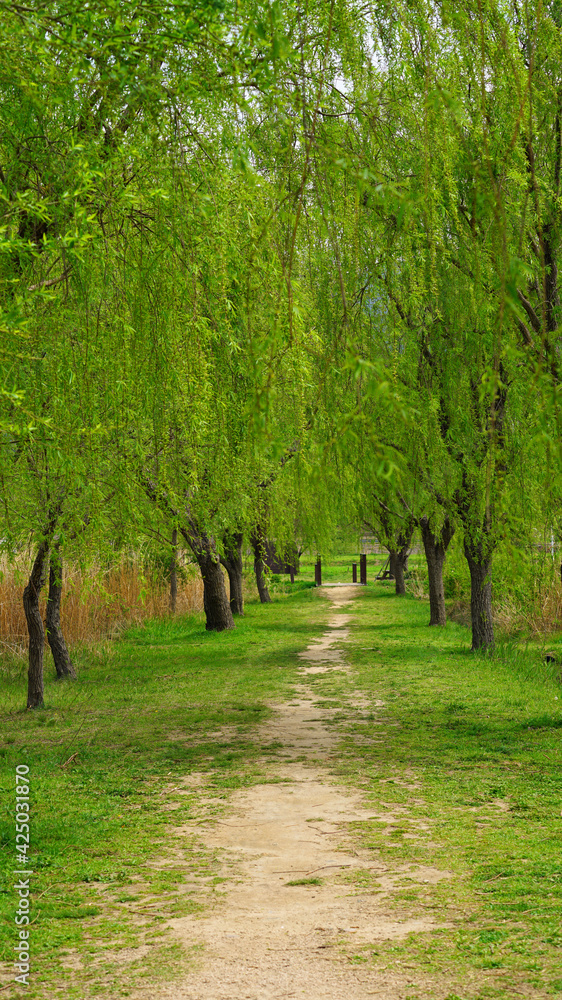 Willow trees on both sides of the park trail