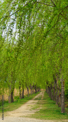 Willow trees on both sides of the park trail