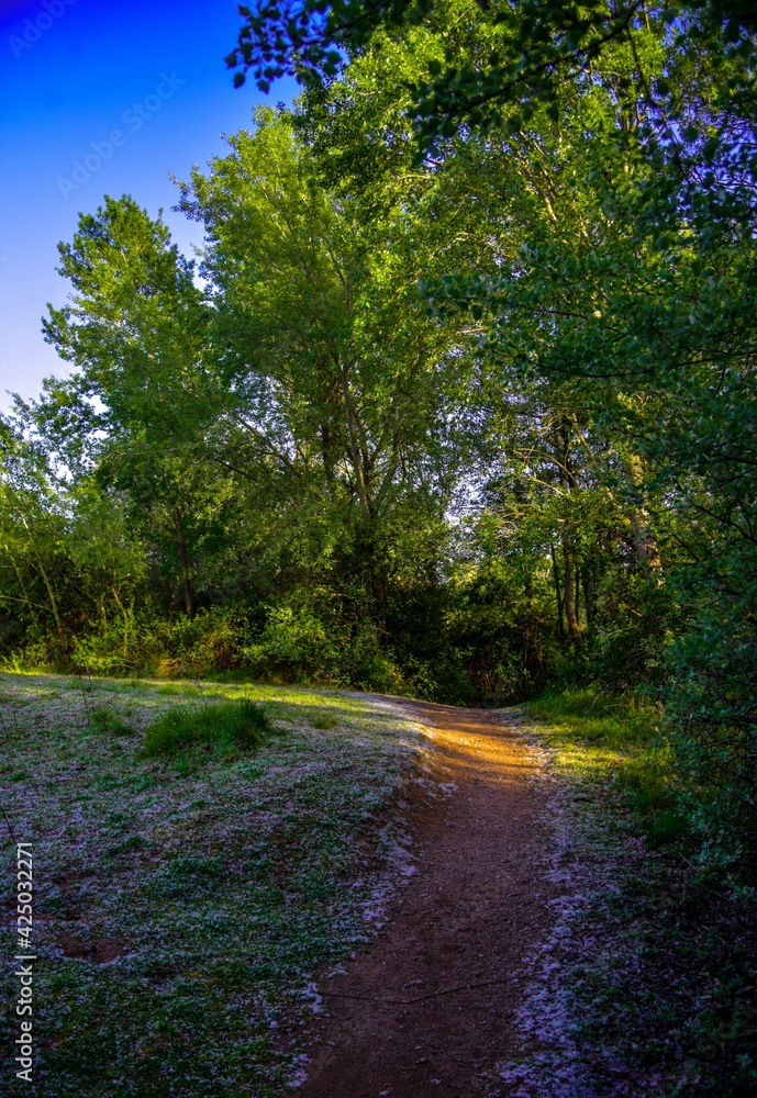 Obraz premium river in the forest