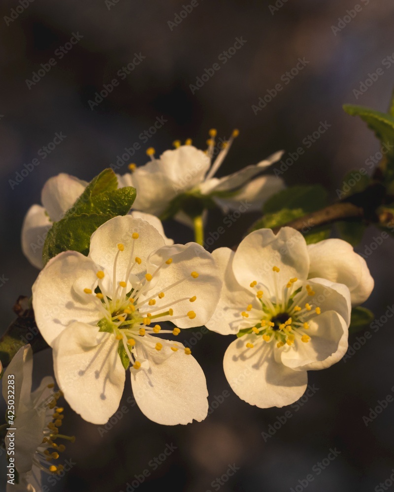 White Apple Flowers on blurred background. Warm light
