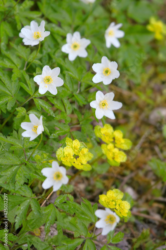 Wood Anemones and Golden Saxifrage photo