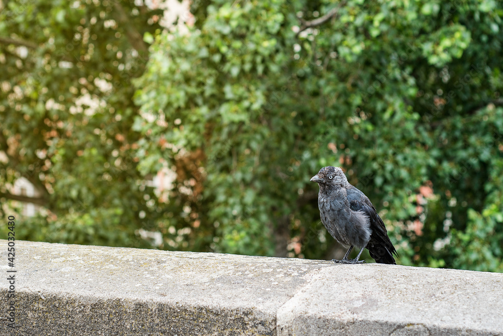 A black jackdaw with blue eyes sits on a stone ledge in a park among the greenery.