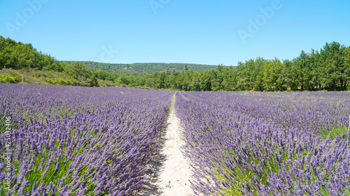Abbaye Notre-Dame de S  nanque church and purple lavender field on Corsica Island  France.