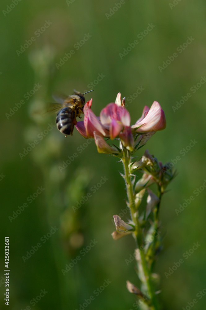 Bee working on a pink wildflower in nature close up Bee working on a pink wildflower in nature close up