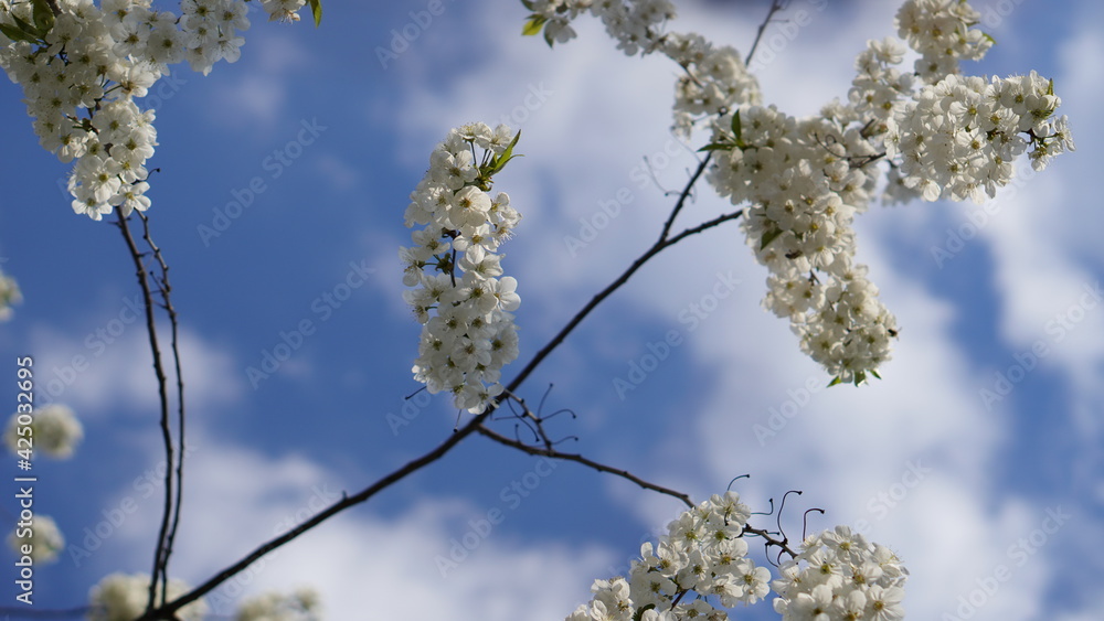 branches with catkins