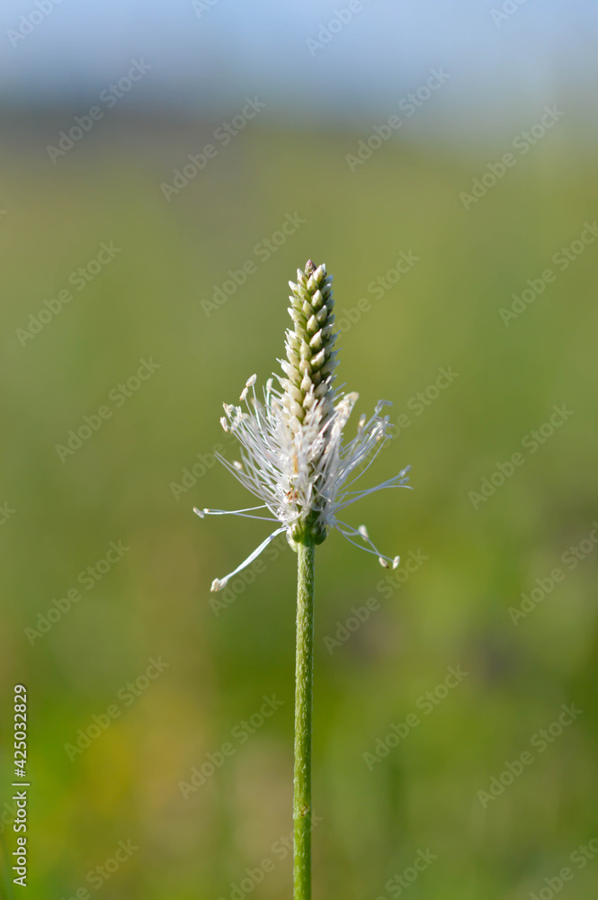 Plantago flower in nature close up on a field