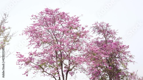 pink lagerstroemia speciosa flower