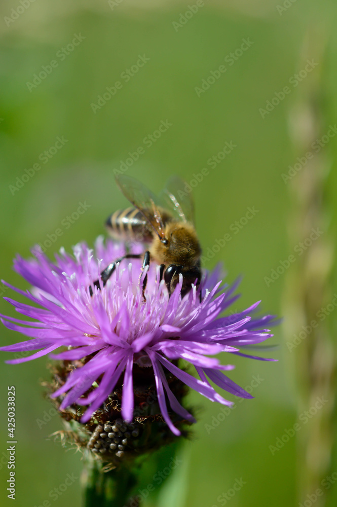 Bee on a purple prickly plan close up, macro