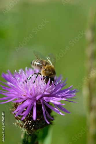 Bee on a purple prickly plan close up, macro © Kati Moth