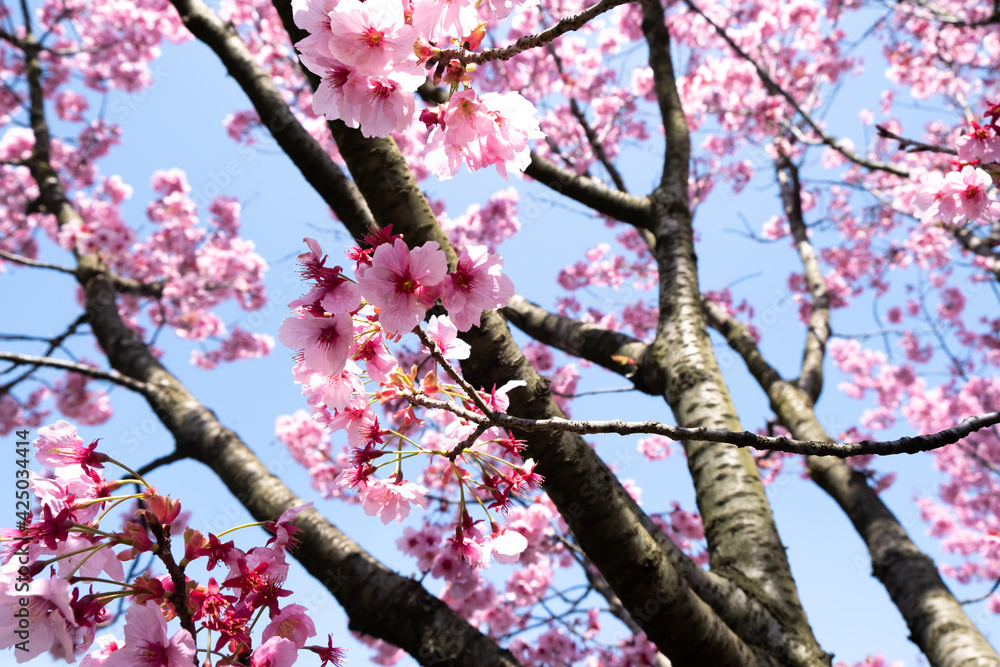Sakura tree, branches and flowers. Close-up sakura tree. Sakura trees in the Botanical Park. Colorful flowers. Sakura tree, branches and flowers. Close-up sakura tree. Sakura trees in the Botanical Park. Colorful flowers.