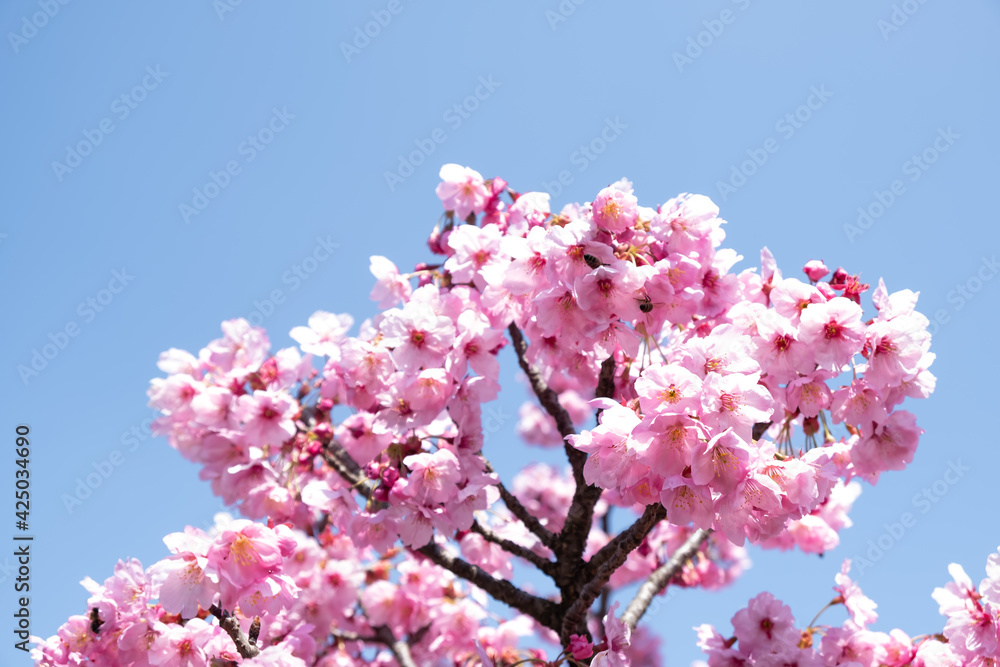 Close-up sakura flowers. Sakura tree in April. Sakura in the botanical park. The hues of nature and flowers. Selective focus. Close-up sakura flowers. Sakura tree in April. Sakura in the botanical park. The hues of nature and flowers. Selective focus.