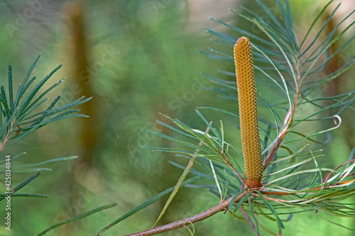 Banksia Ericifolia  photo