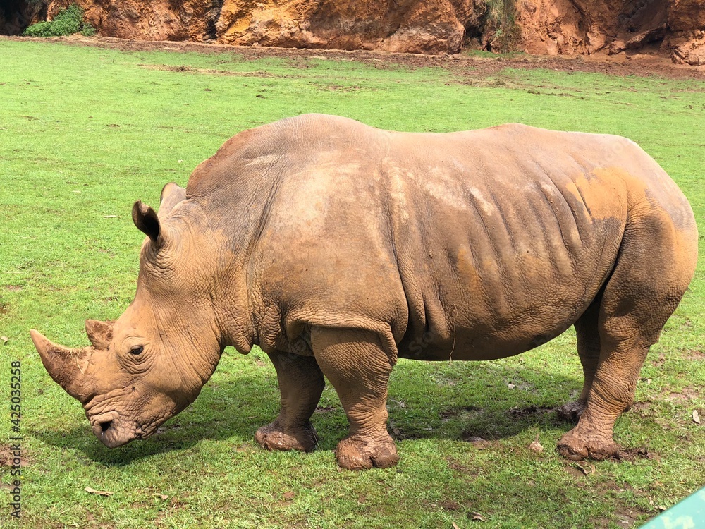 Rinoceronte Rinoceronte