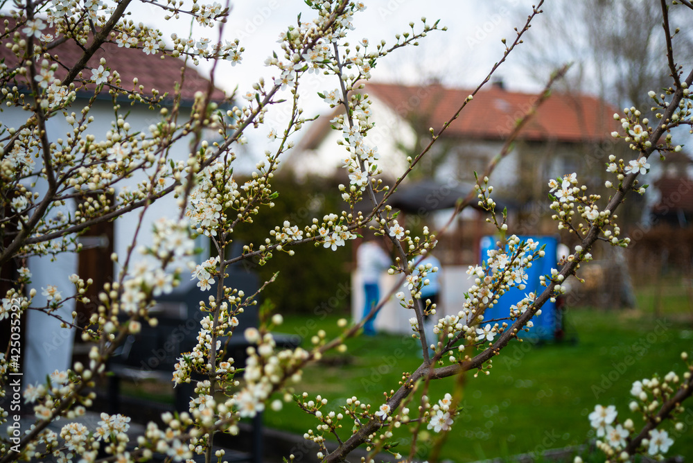 A tree blooms in early spring in a backyard