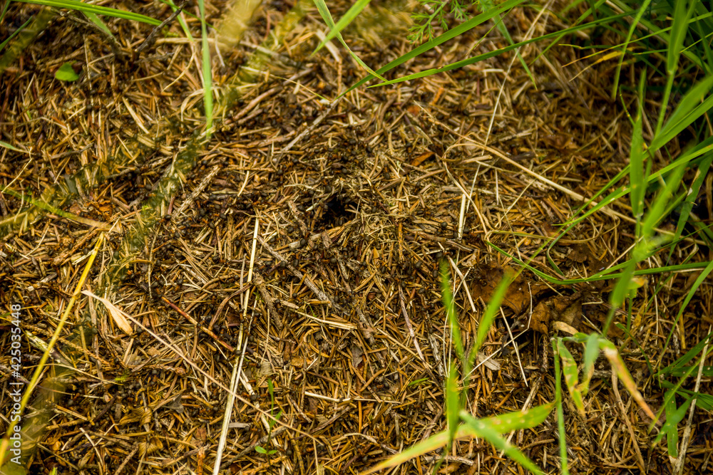 close up of red wood ants (formica rufa) working on nest in the forest close up of red wood ants (formica rufa) working on nest in the forest