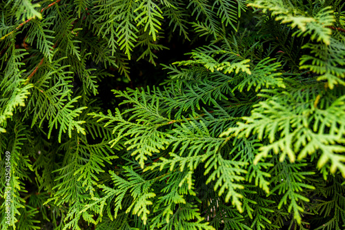 close-up of green thuja occidentalis  white cedar 