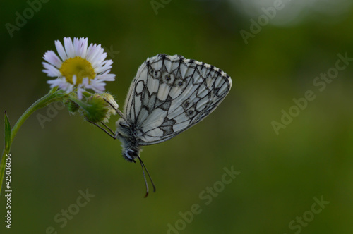 Marbled white, black and white butterfly in the wild, close up © Kati Moth