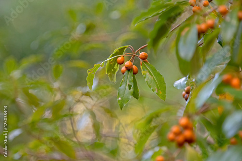 orange berry of pittosporum tree. © ernest