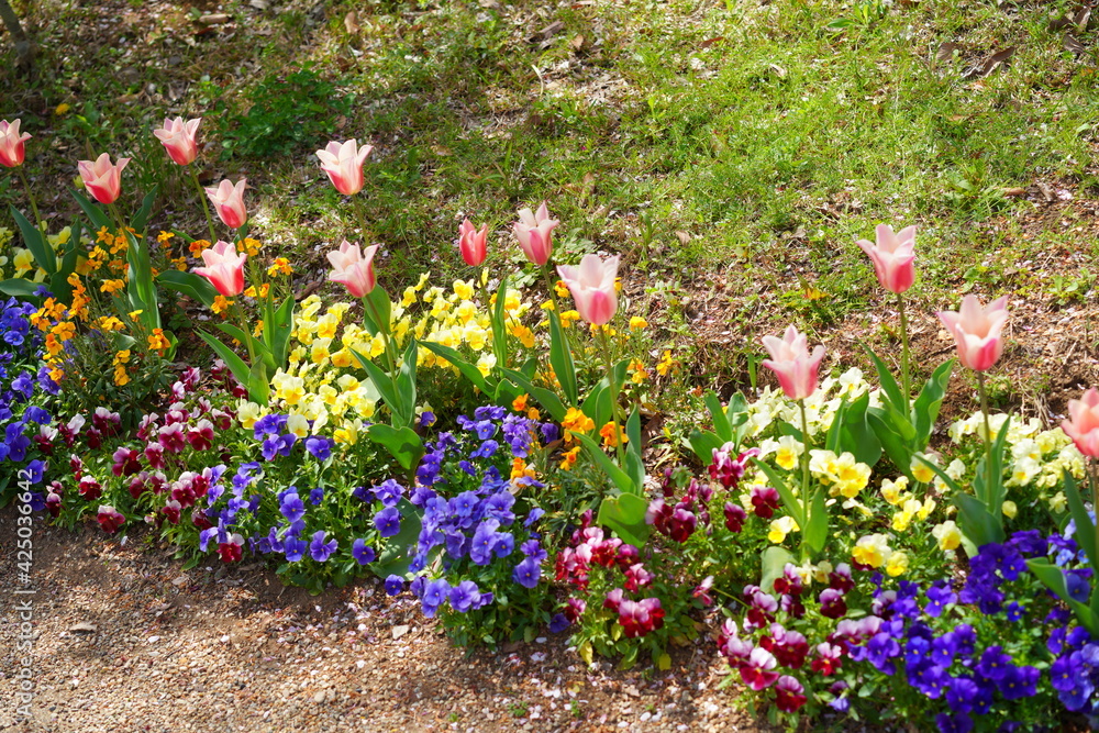 春に咲くチューリップ
