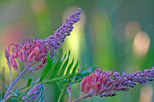 Pink flower - Grevillea Robyn Gordon - Australian native photo