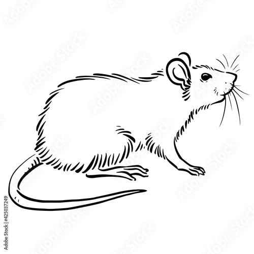 Rat sketch image on white background, vector