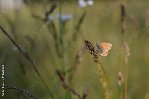 Chestnut heath butterfly in nature close up, macro