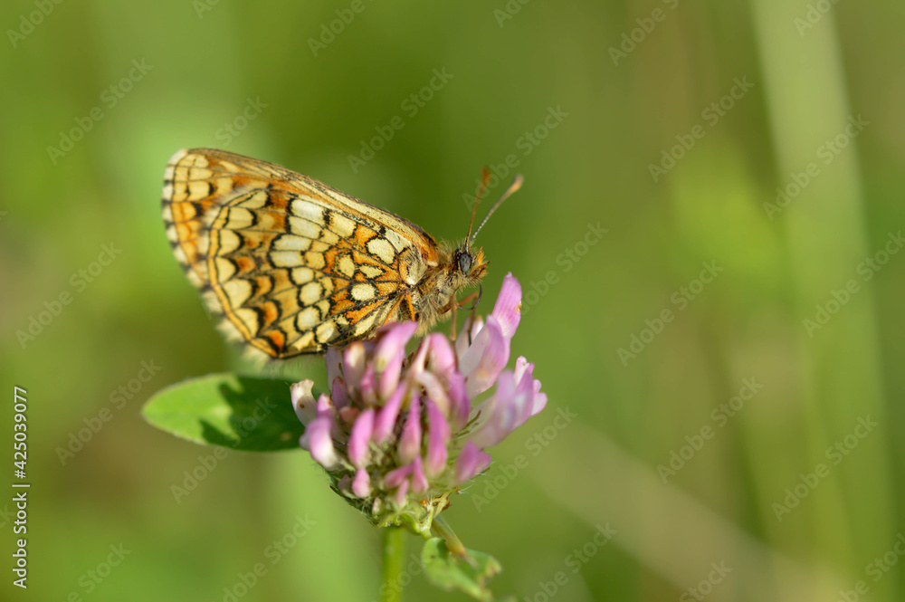 Boloria dia, Weaver's Fritillary butterly close up in nature Boloria dia, Weaver's Fritillary butterly close up in nature